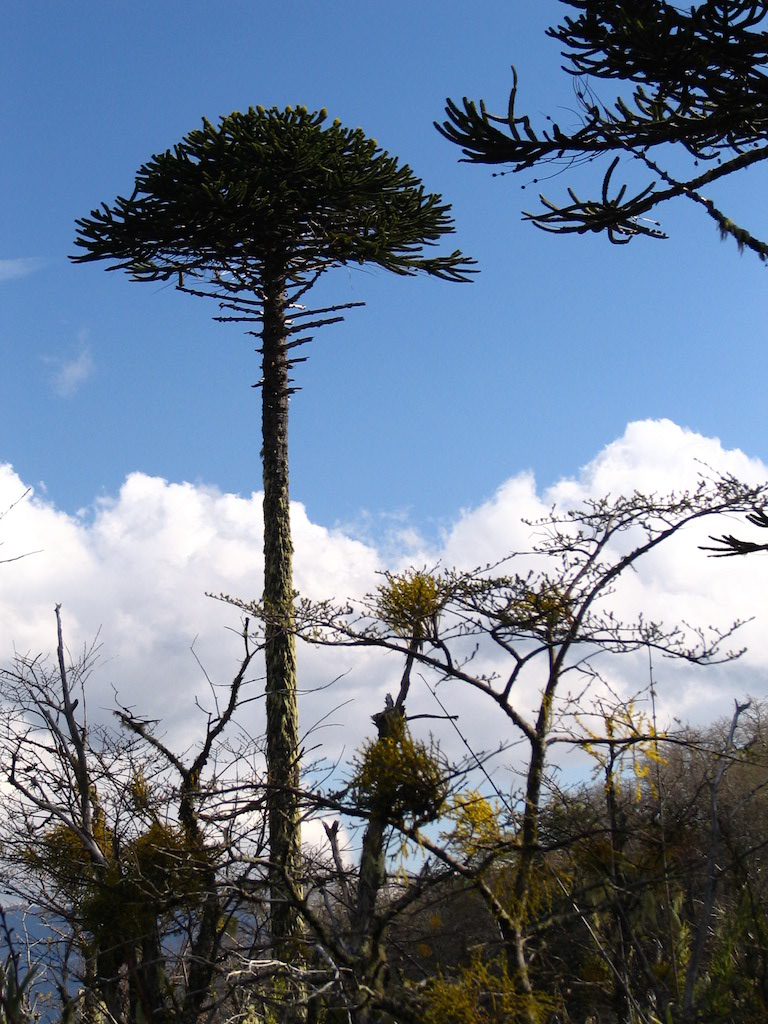 Monkey Puzzle Tree